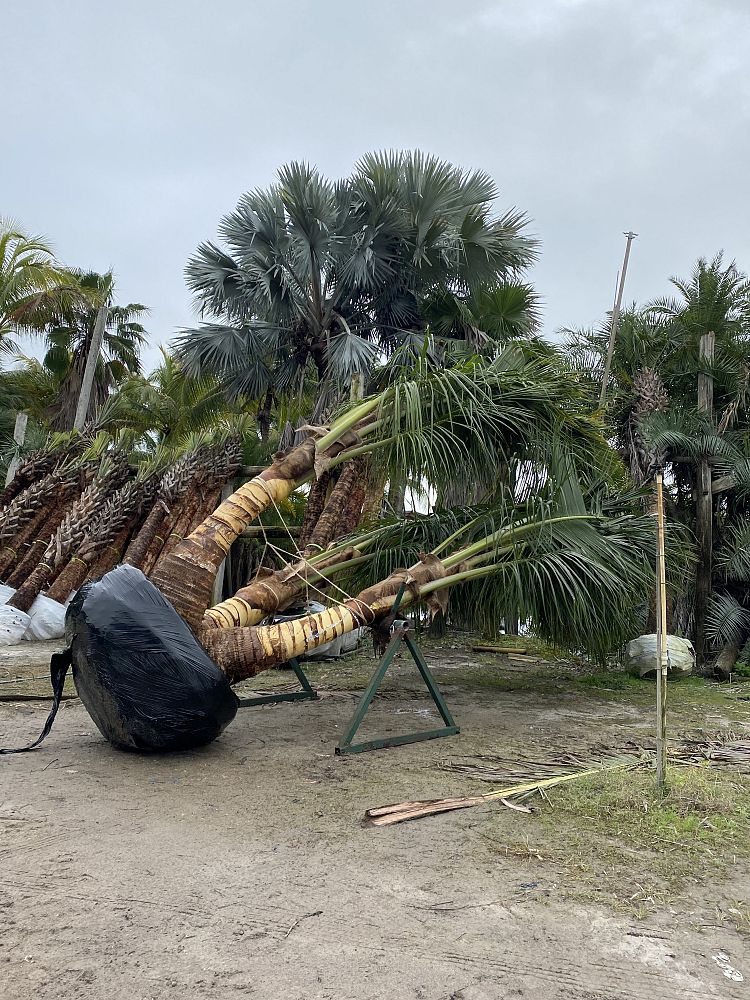 cocos-nucifera-maypan-coconut-palm