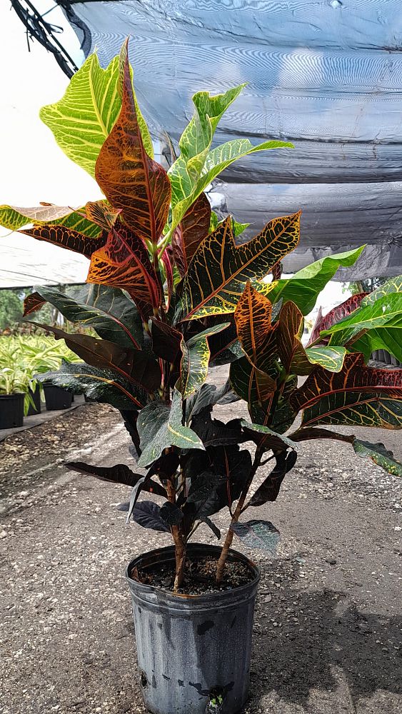 codiaeum-variegatum-afd-5-croton