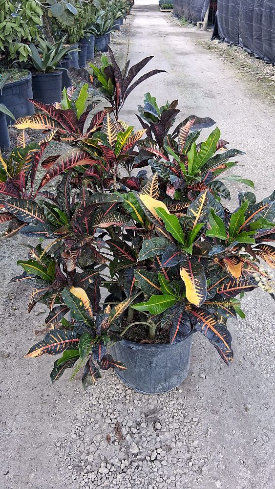 codiaeum-variegatum-afd-5-croton