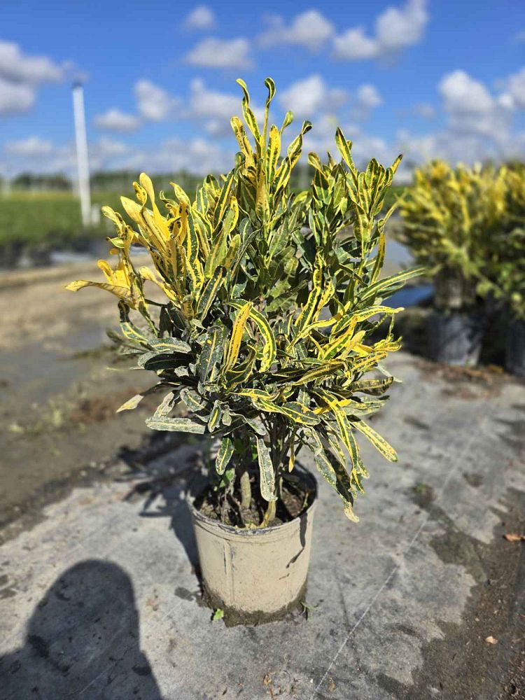 codiaeum-variegatum-banana-croton