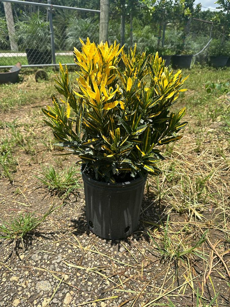 codiaeum-variegatum-banana-croton