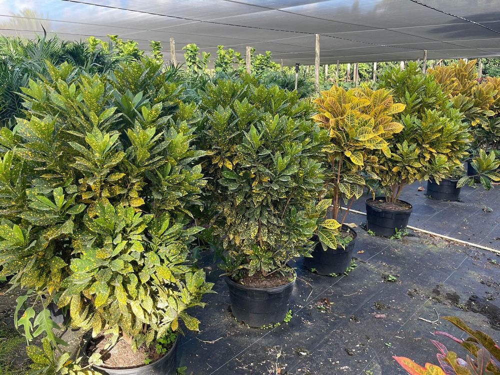 codiaeum-variegatum-croton