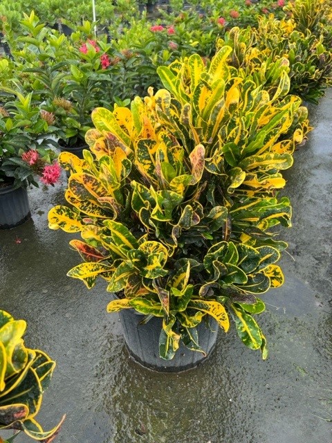 codiaeum-variegatum-croton