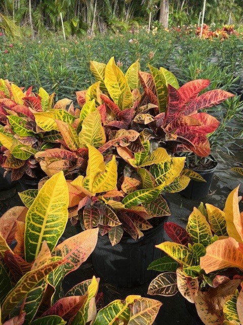 codiaeum-variegatum-croton