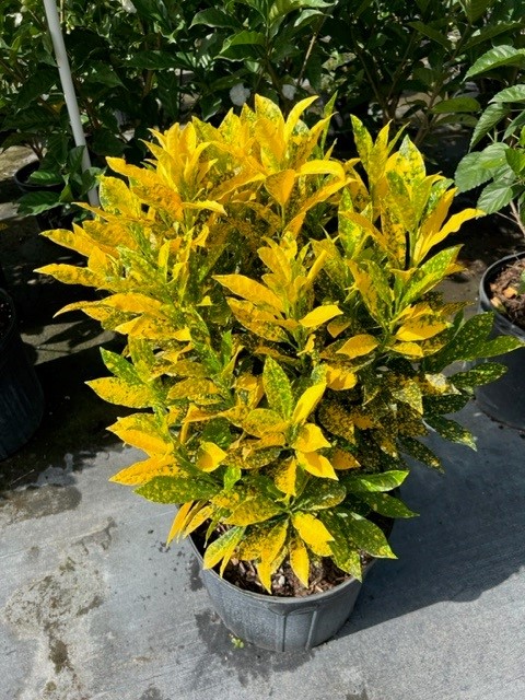 codiaeum-variegatum-croton