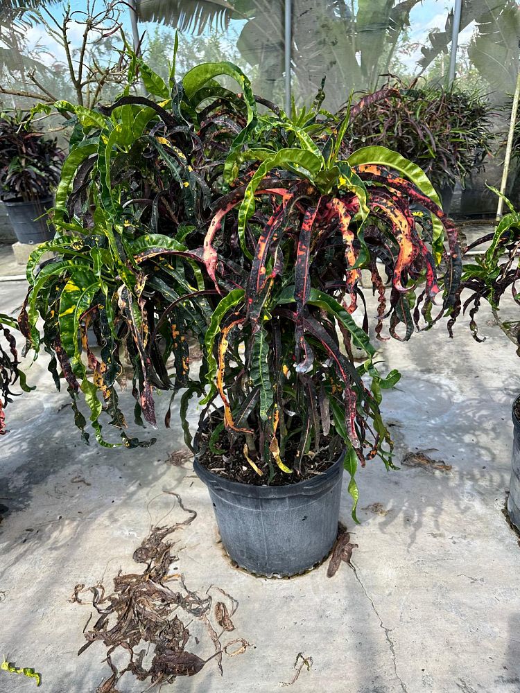 codiaeum-variegatum-dreadlocks-croton