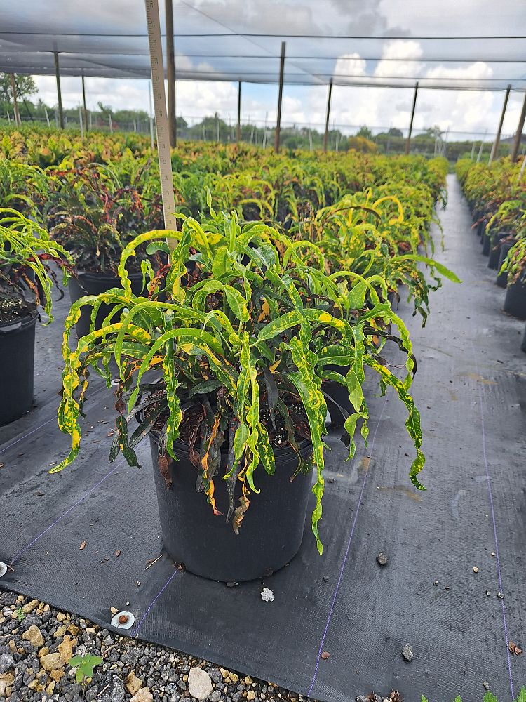 codiaeum-variegatum-dreadlocks-croton