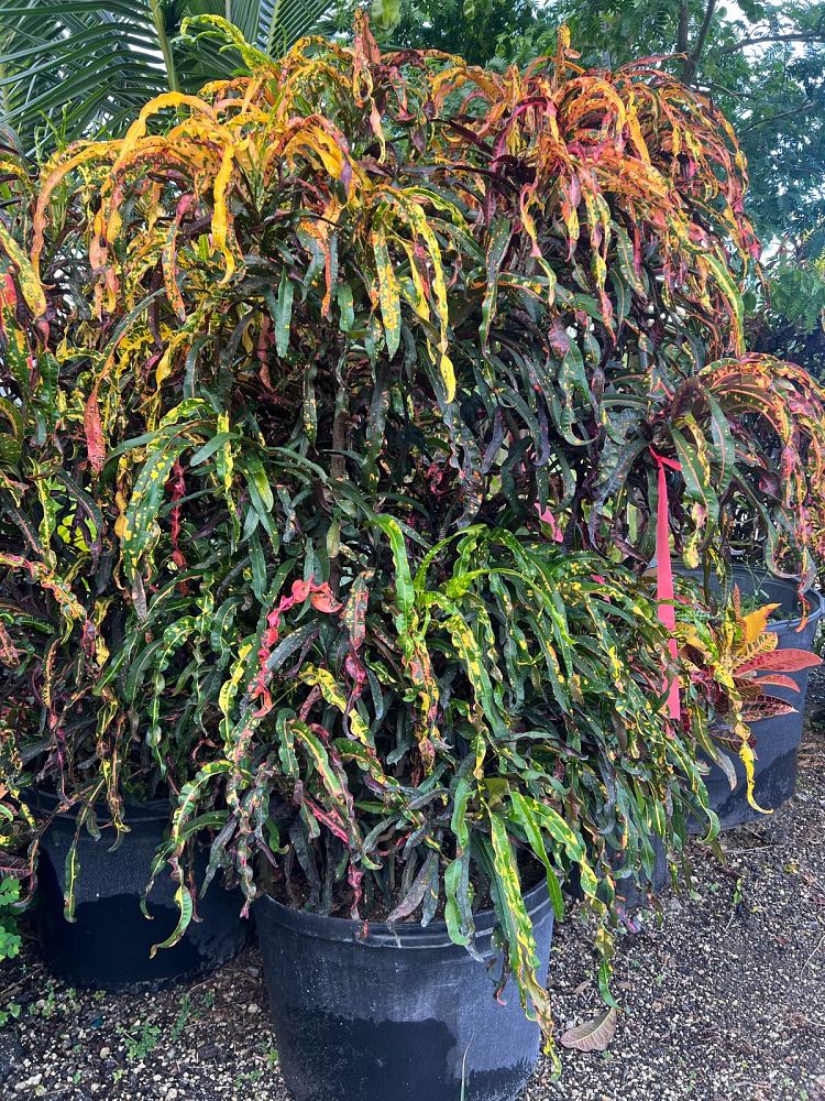 codiaeum-variegatum-dreadlocks-croton