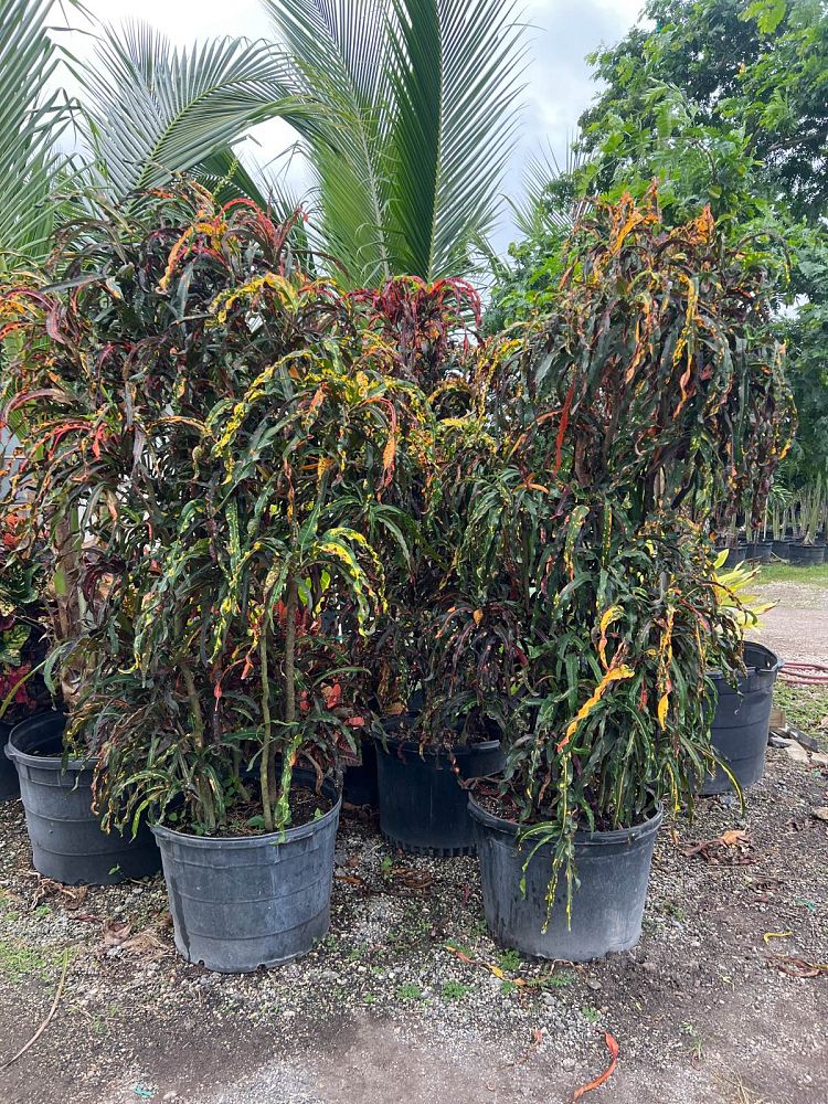 codiaeum-variegatum-dreadlocks-croton