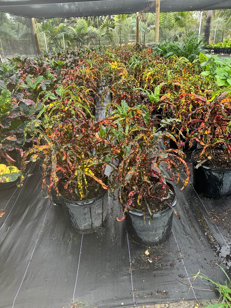 codiaeum-variegatum-dreadlocks-croton