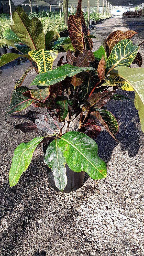 codiaeum-variegatum-excellent-croton