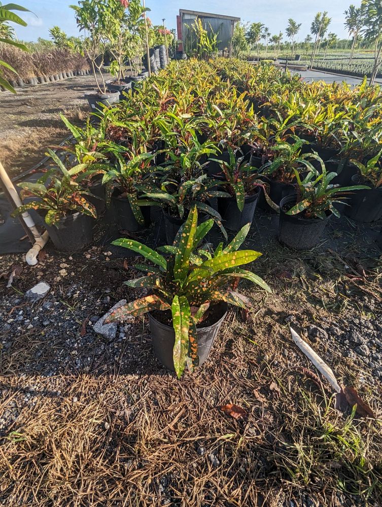 codiaeum-variegatum-franklin-roosevelt-croton