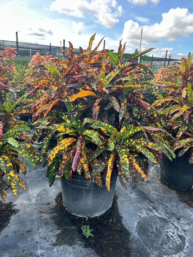 codiaeum-variegatum-franklin-roosevelt-croton