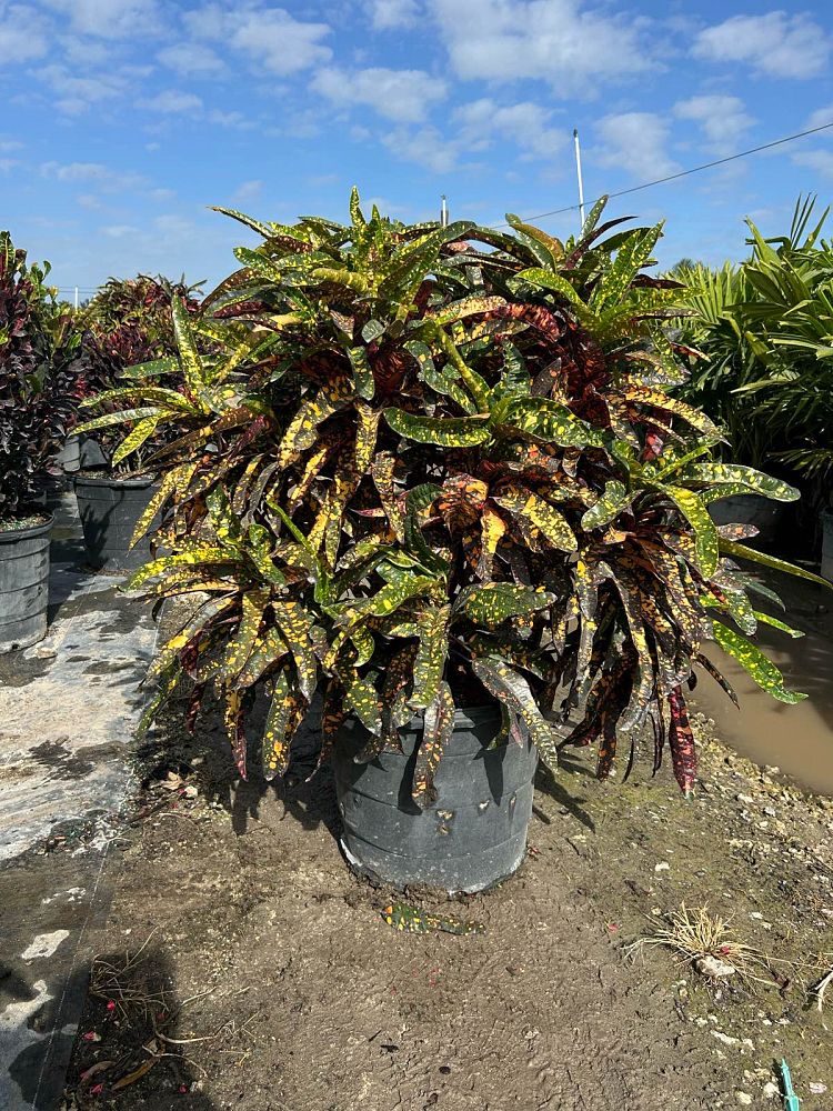 codiaeum-variegatum-franklin-roosevelt-croton