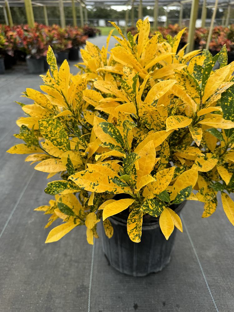 codiaeum-variegatum-gold-dust-croton