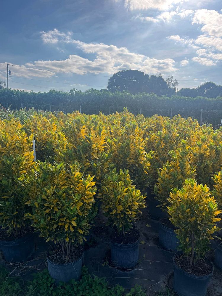 codiaeum-variegatum-gold-dust-croton