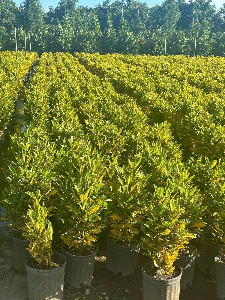 codiaeum-variegatum-gold-dust-croton