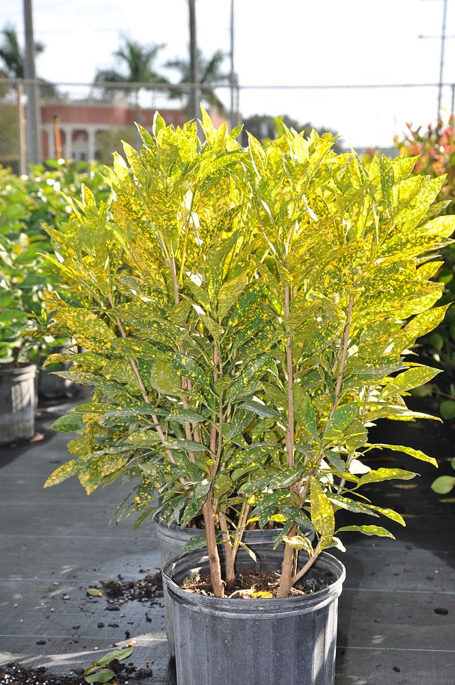 codiaeum-variegatum-gold-dust-croton