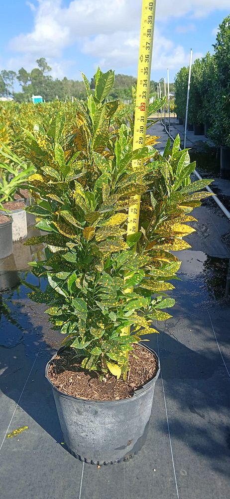 codiaeum-variegatum-gold-dust-croton