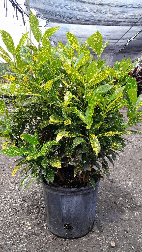 codiaeum-variegatum-gold-dust-croton