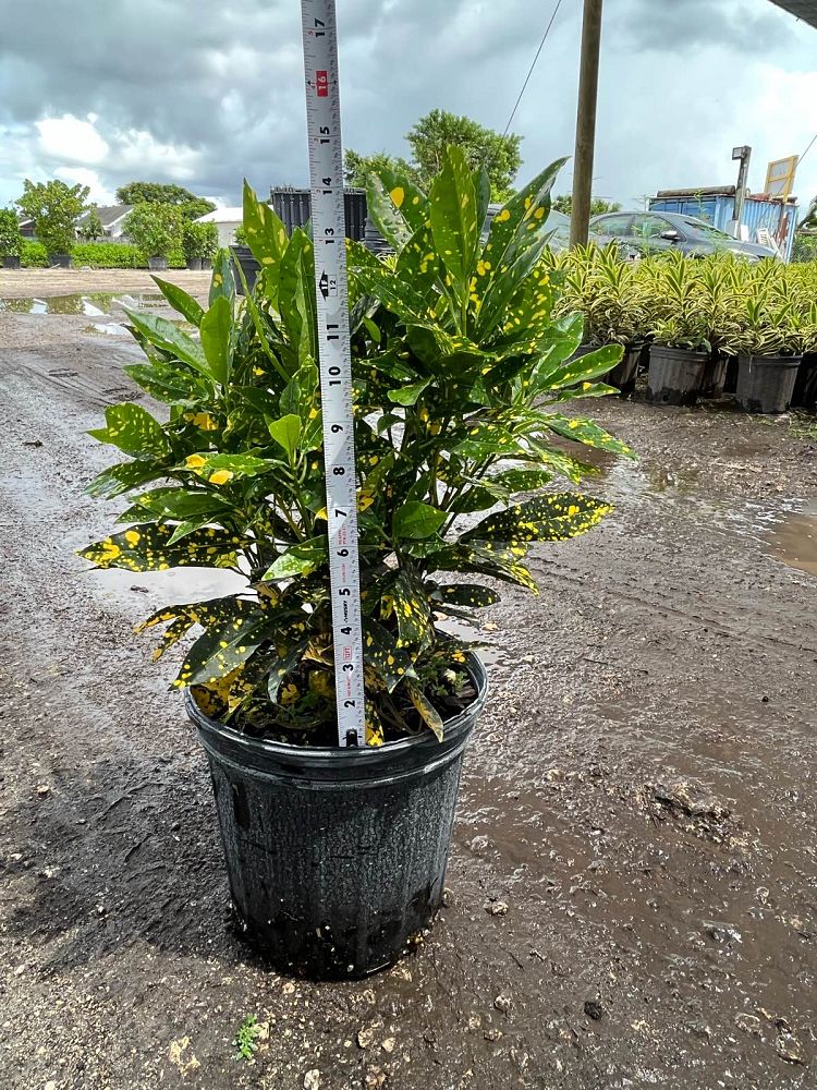 codiaeum-variegatum-gold-dust-croton