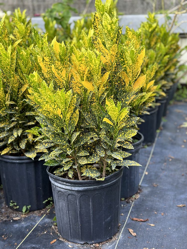 codiaeum-variegatum-gold-dust-croton