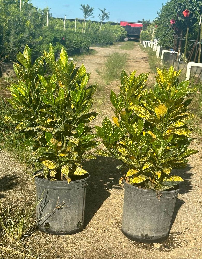 codiaeum-variegatum-gold-dust-croton