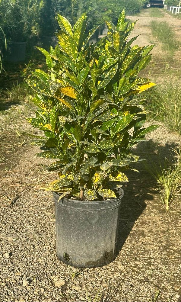 codiaeum-variegatum-gold-dust-croton