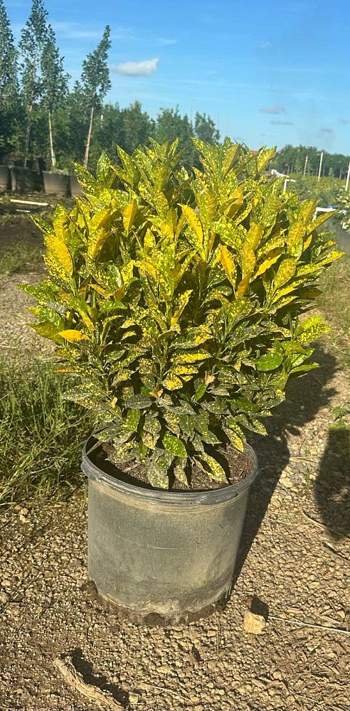 codiaeum-variegatum-gold-dust-croton