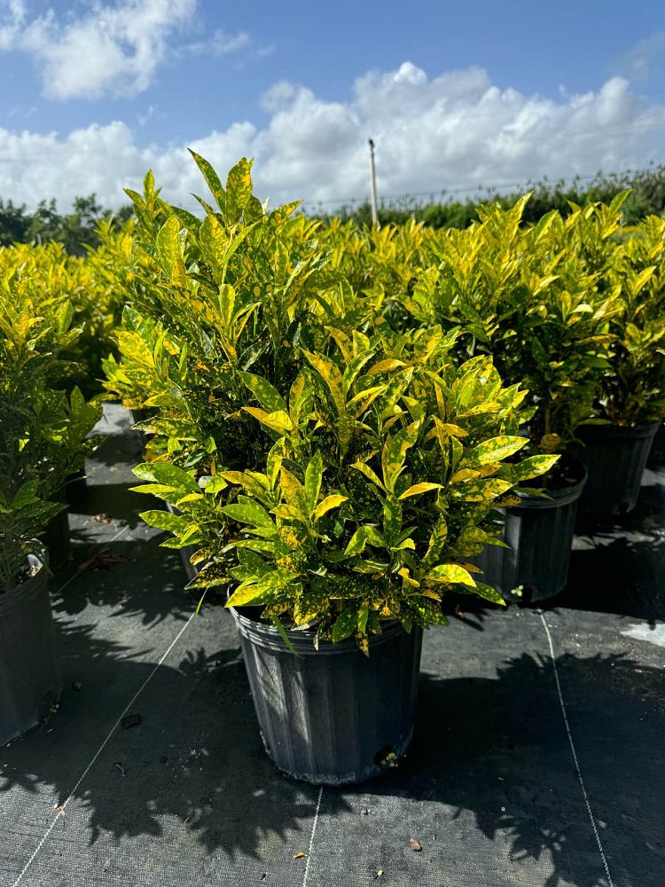 codiaeum-variegatum-gold-dust-croton