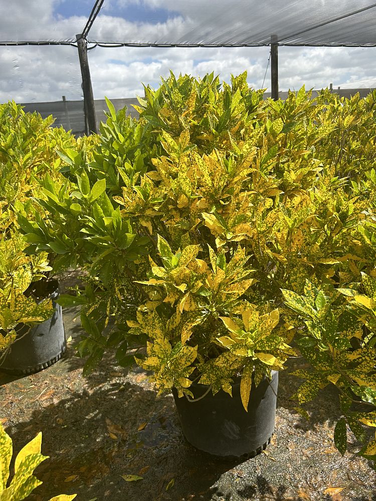 codiaeum-variegatum-gold-dust-croton