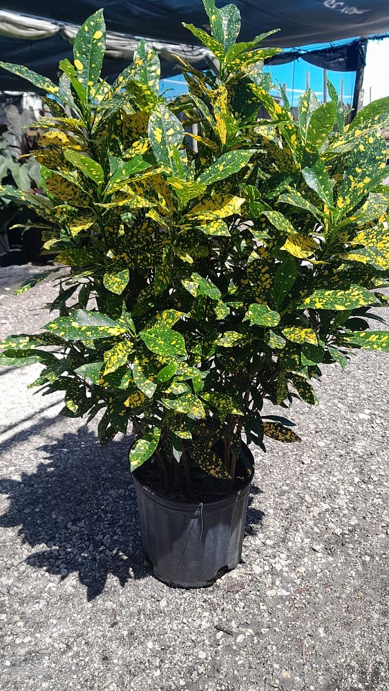 codiaeum-variegatum-gold-dust-croton