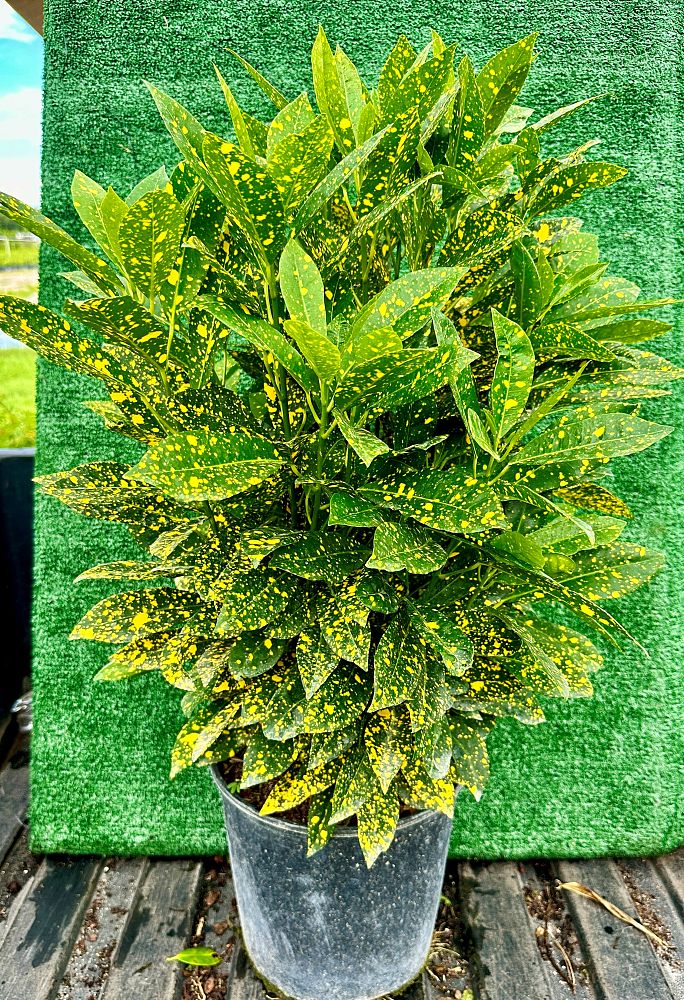 codiaeum-variegatum-gold-dust-croton