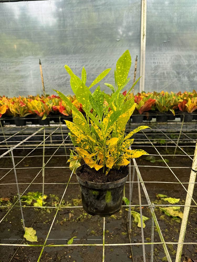 codiaeum-variegatum-gold-dust-croton