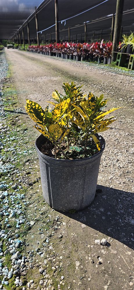 codiaeum-variegatum-gold-dust-croton