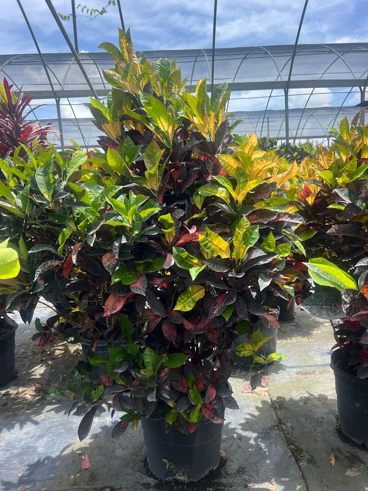 codiaeum-variegatum-icetone-croton