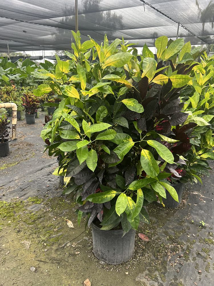 codiaeum-variegatum-icetone-croton