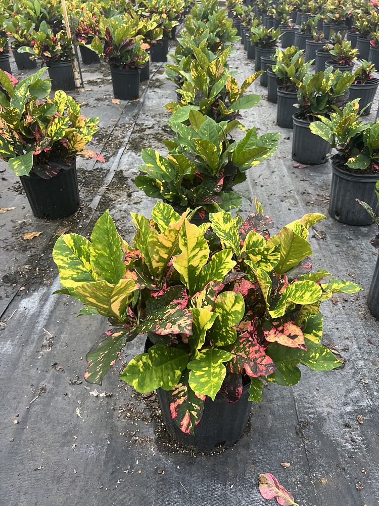 codiaeum-variegatum-magnificent-croton