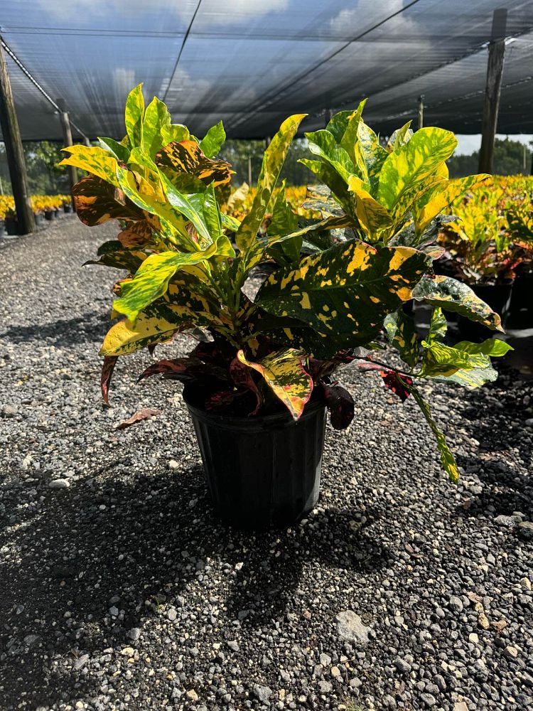 codiaeum-variegatum-magnificent-croton