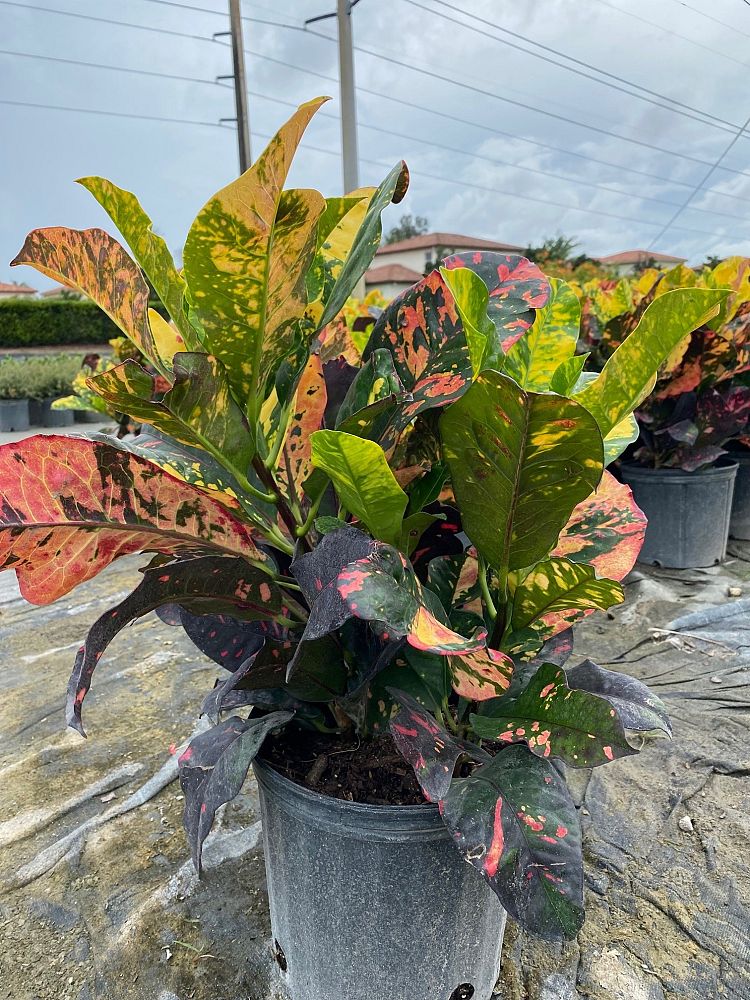 codiaeum-variegatum-magnificent-croton