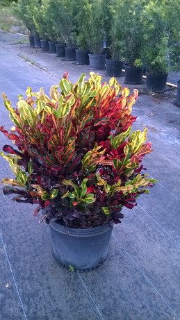 codiaeum-variegatum-magnificent-croton