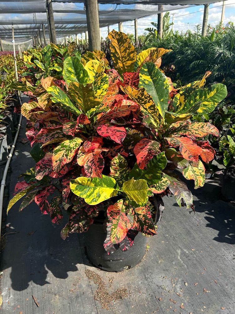 codiaeum-variegatum-magnificent-croton