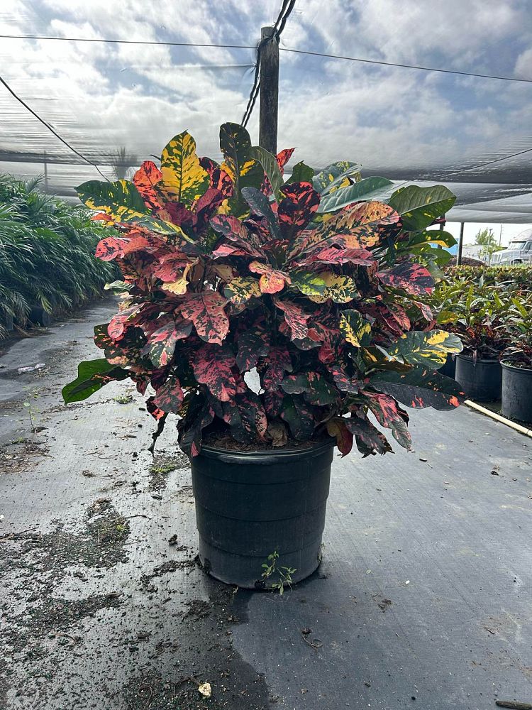 codiaeum-variegatum-magnificent-croton