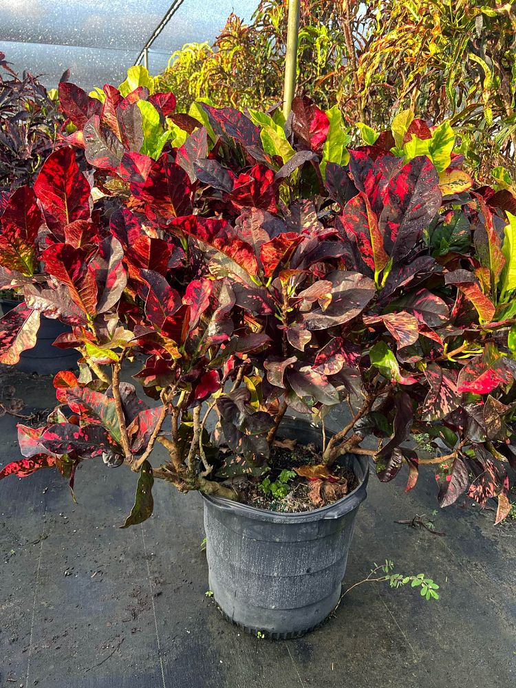 codiaeum-variegatum-magnificent-croton