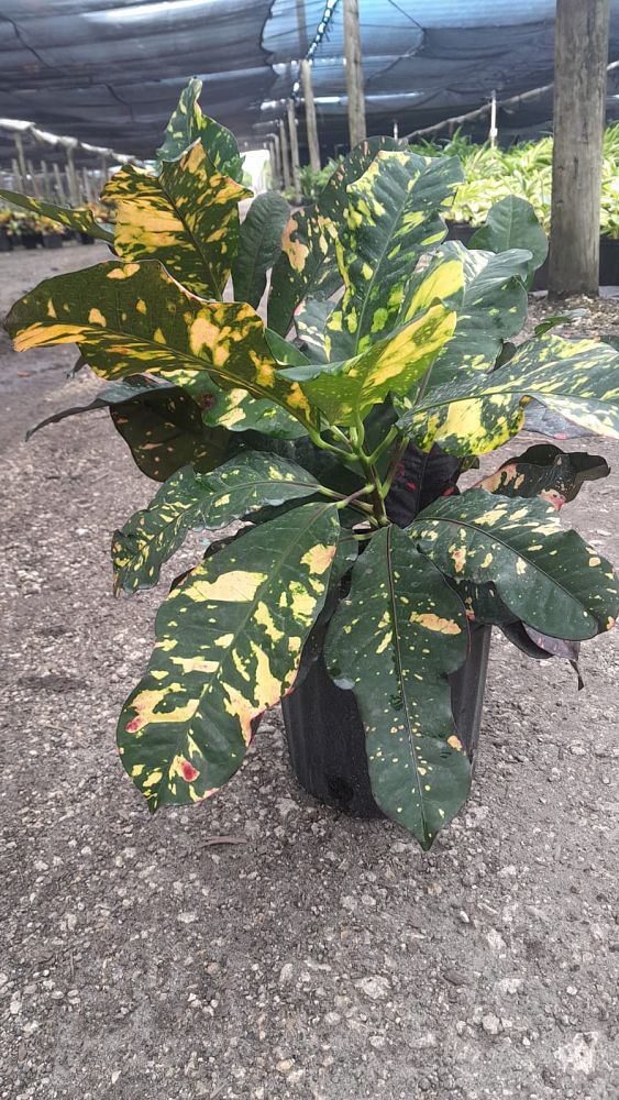 codiaeum-variegatum-magnificent-croton