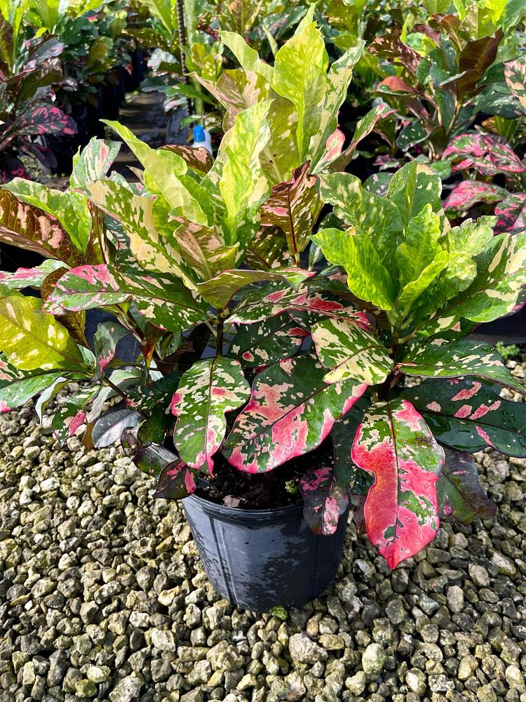 codiaeum-variegatum-magnificent-croton