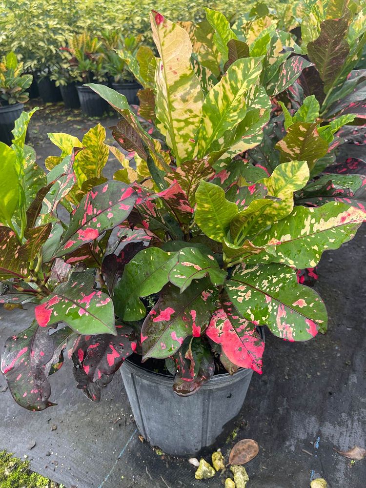 codiaeum-variegatum-magnificent-croton