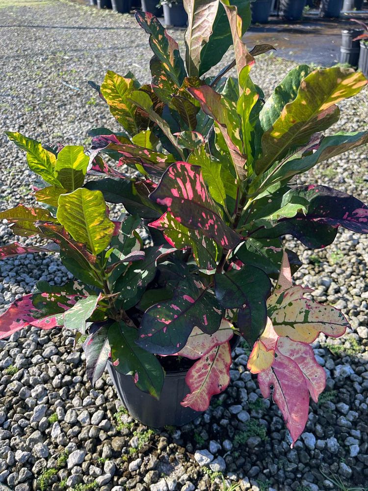 codiaeum-variegatum-magnificent-croton