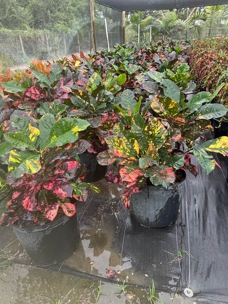 codiaeum-variegatum-magnificent-croton