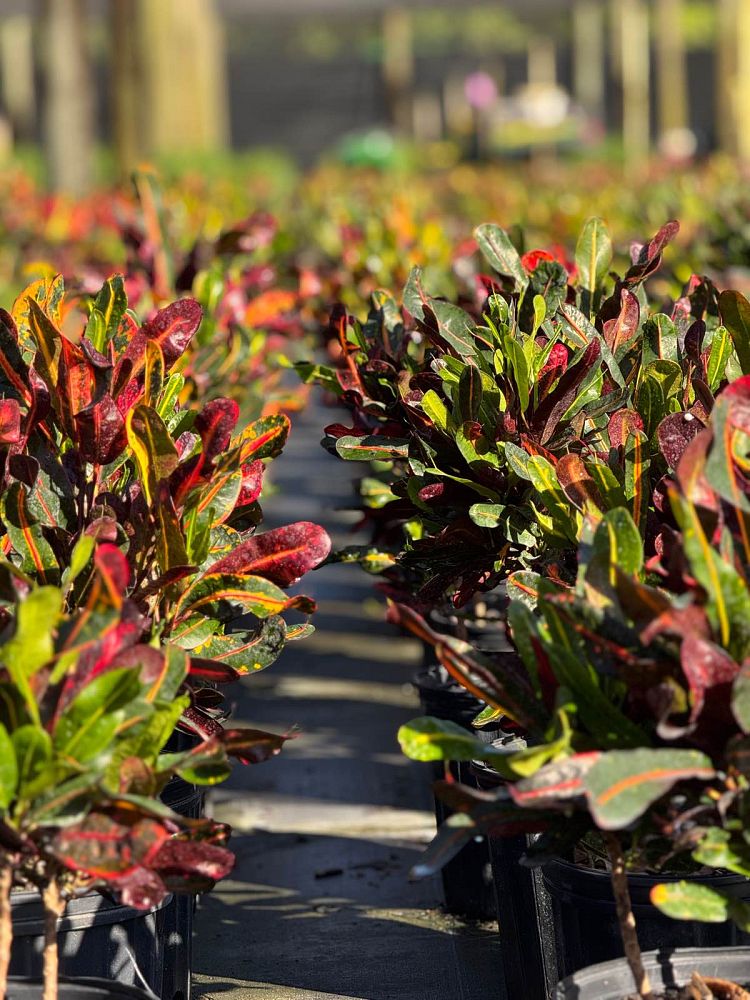 codiaeum-variegatum-mammey-croton